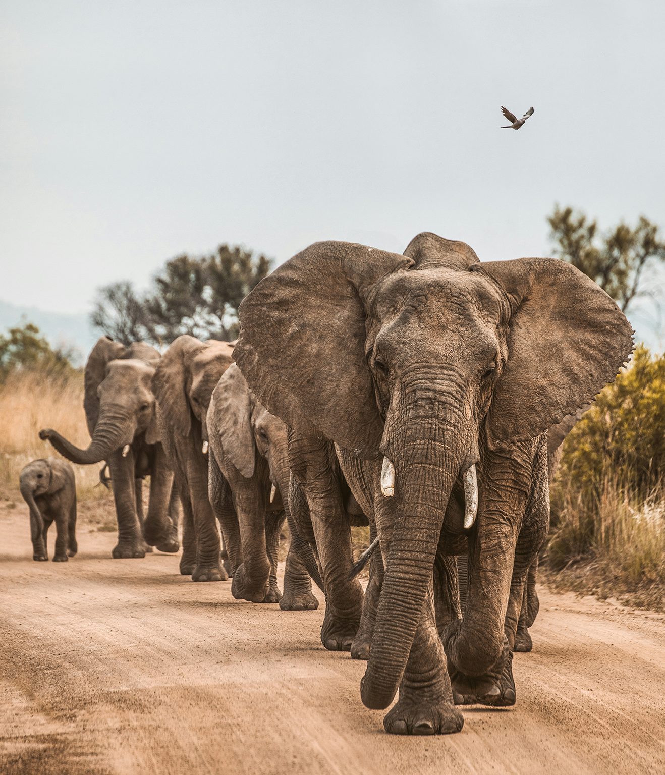 a groupe o elephants on a dirt road